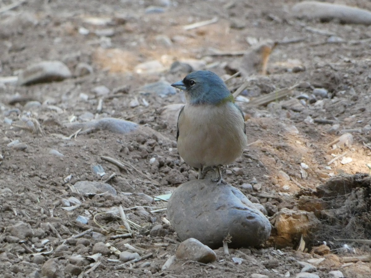 Common/African Chaffinch - ML557260311