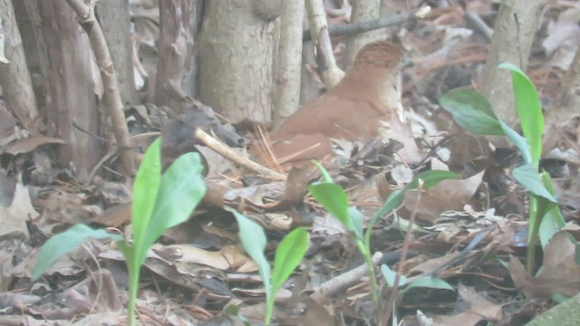 Brown Thrasher - ML557260431