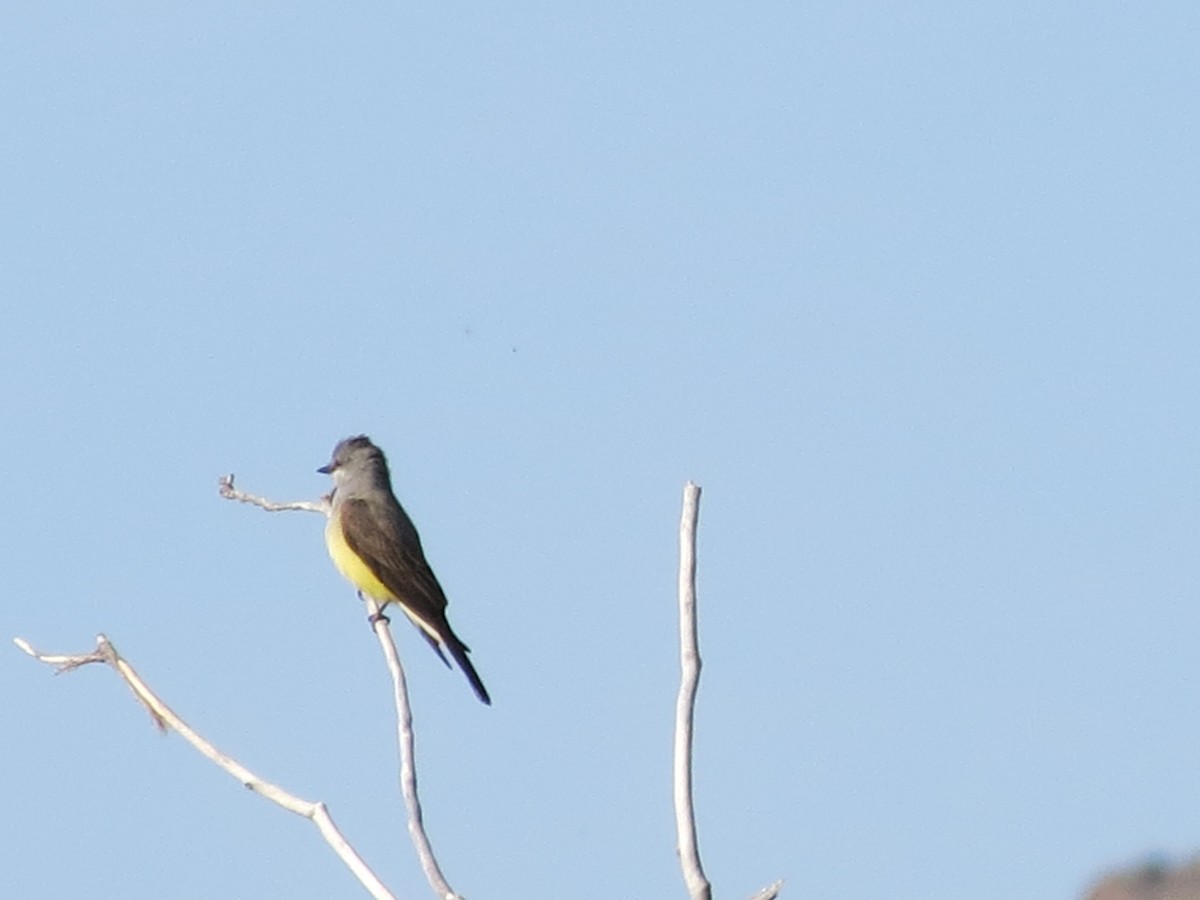 Western Kingbird - ML55726051