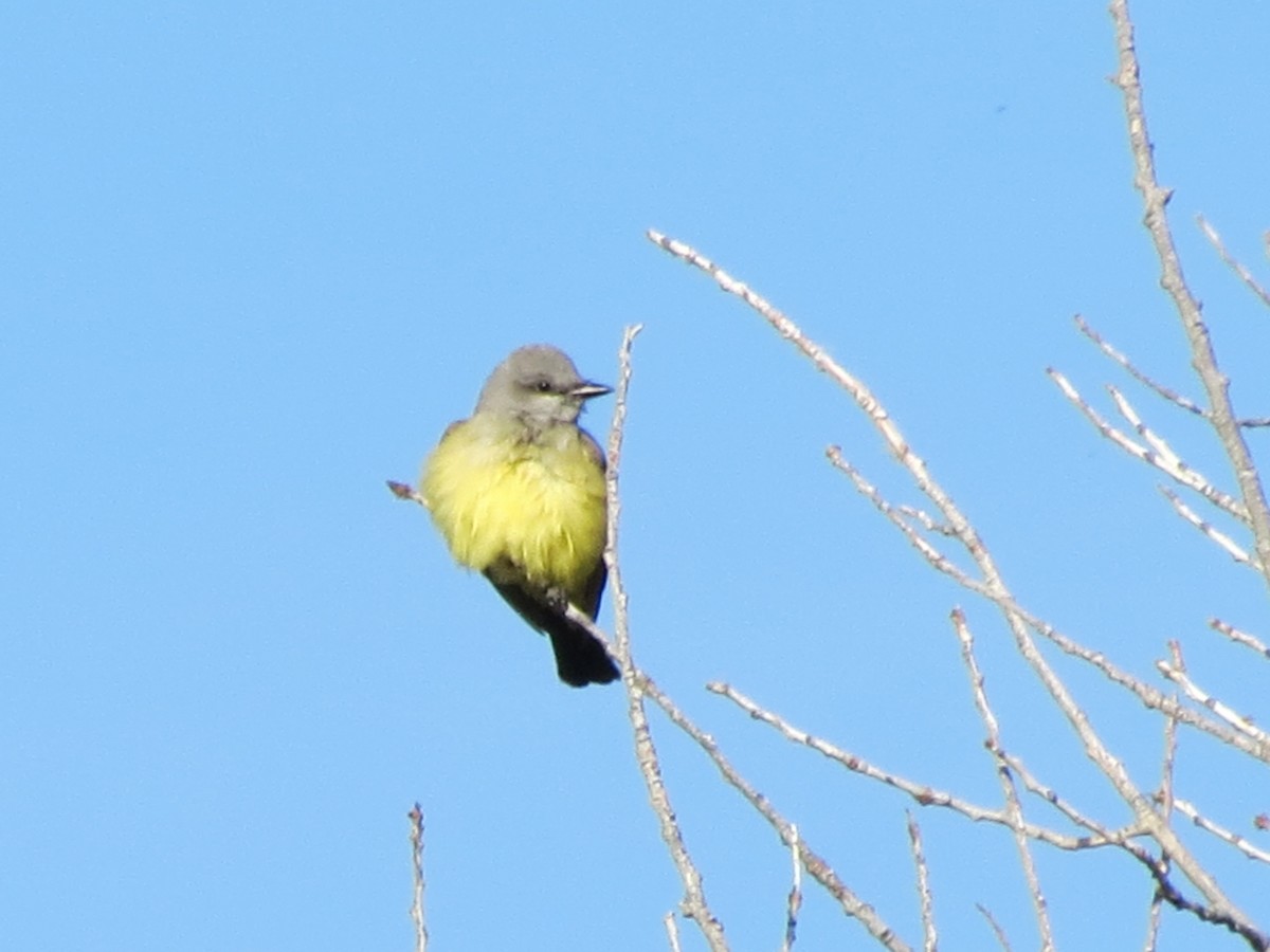 Western Kingbird - ML55726241