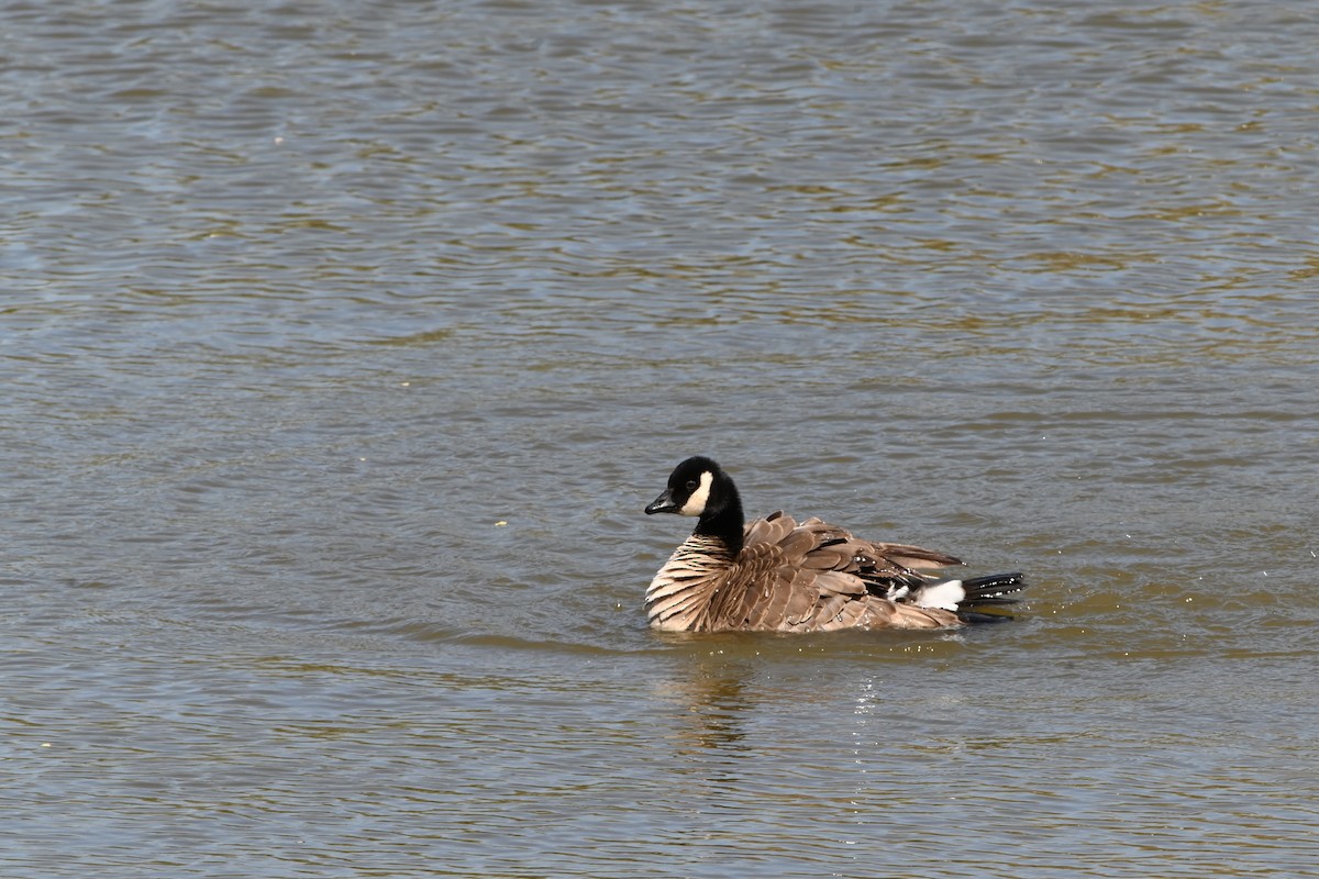 Cackling Goose - Curtis Stewart