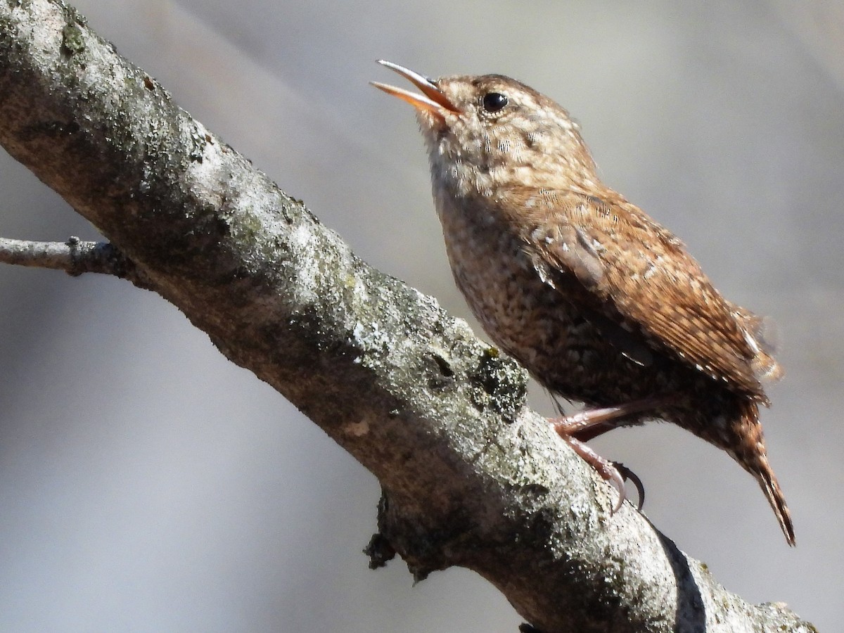 Winter Wren - ML557264091