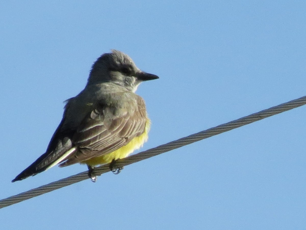 Western Kingbird - ML55726481