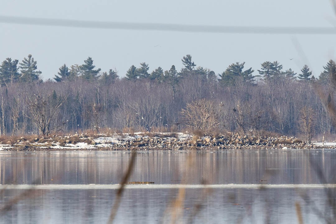 Great Blue Heron - ML557265901