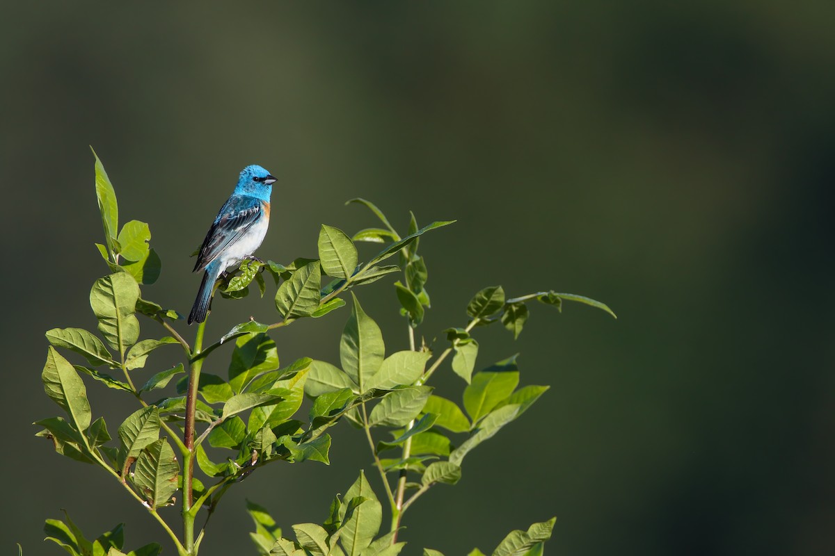 Lazuli Bunting - Scott Carpenter