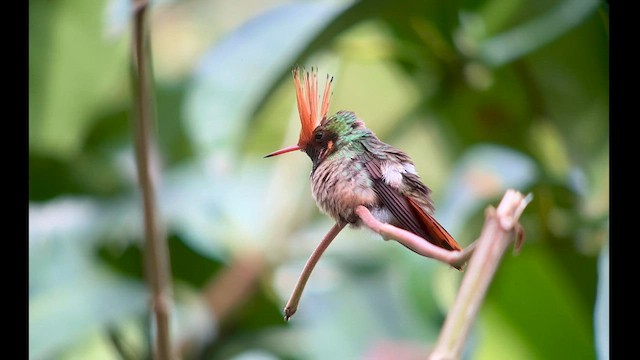 Rufous-crested Coquette - ML557267161