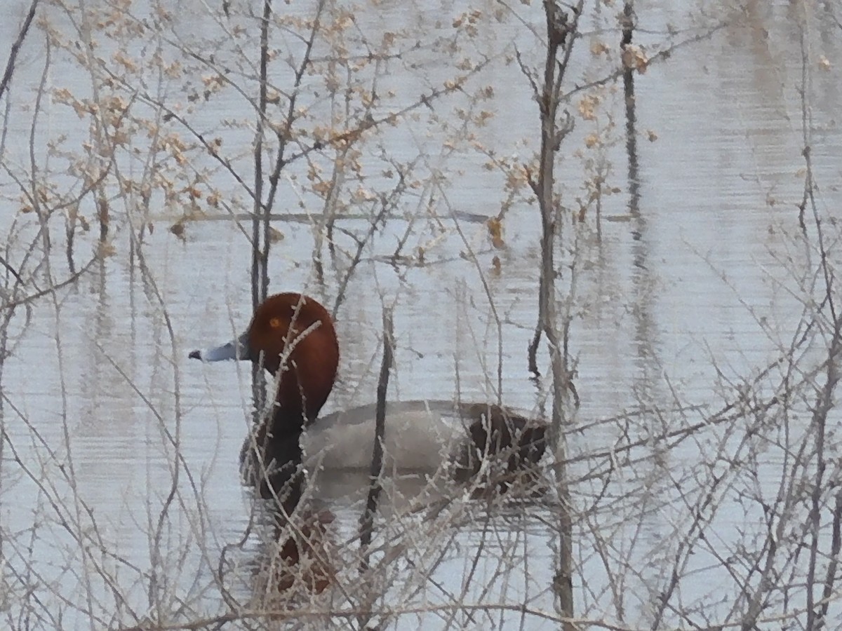 Fuligule à tête rouge - ML557268451