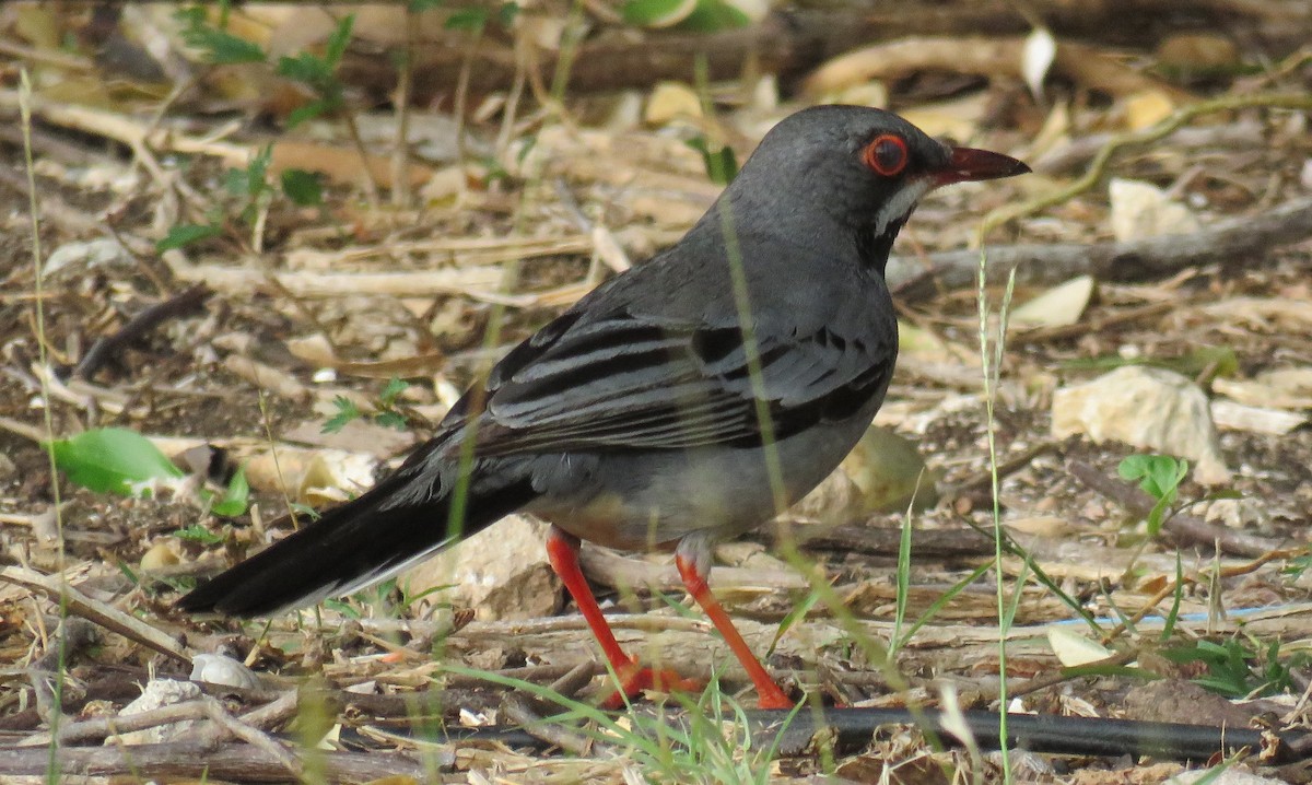 Red-legged Thrush - ML55726891