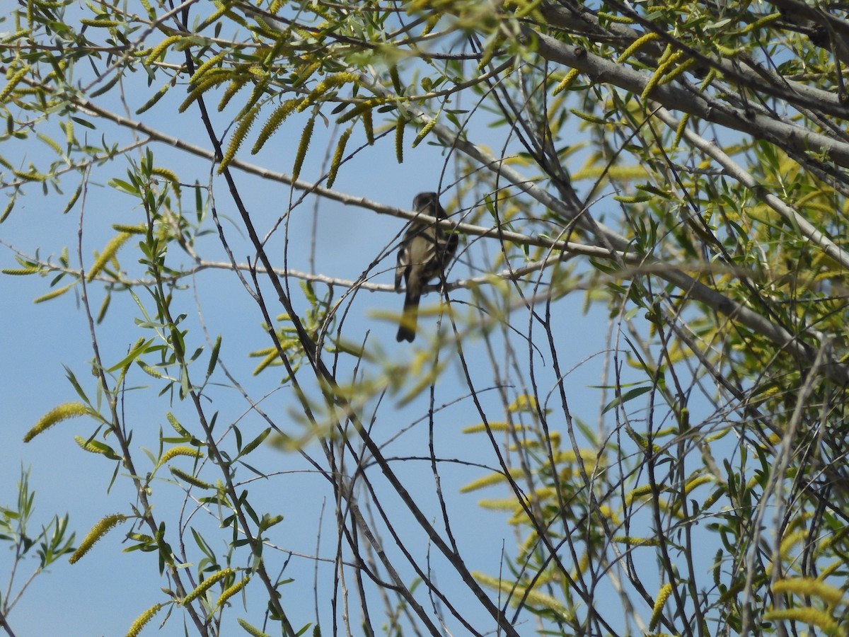 Hammond's Flycatcher - Nancy Bruce