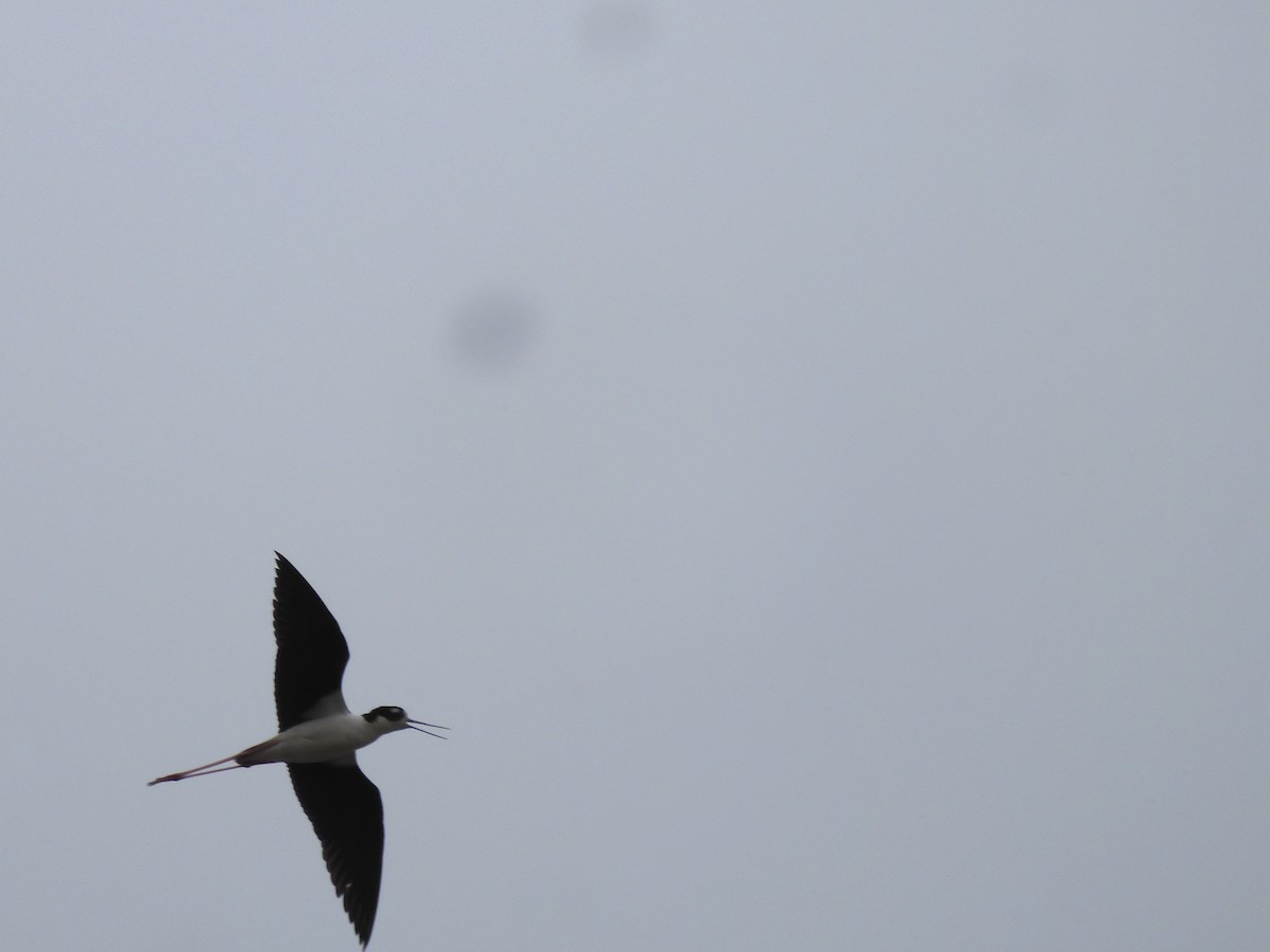 Black-necked Stilt - ML557269591