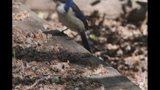 Island Scrub-Jay - ML557269651