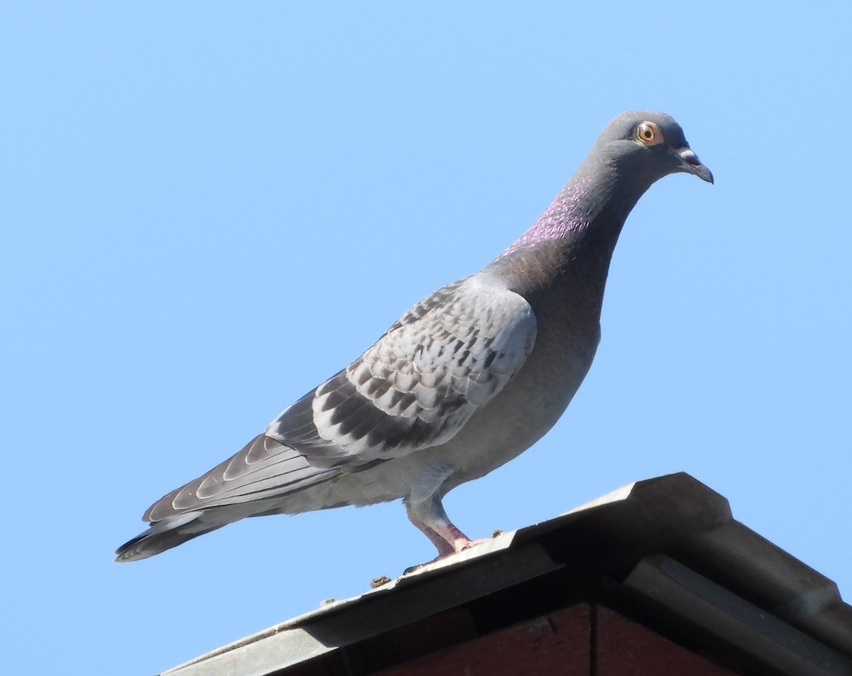Rock Pigeon (Feral Pigeon) - ML557271001