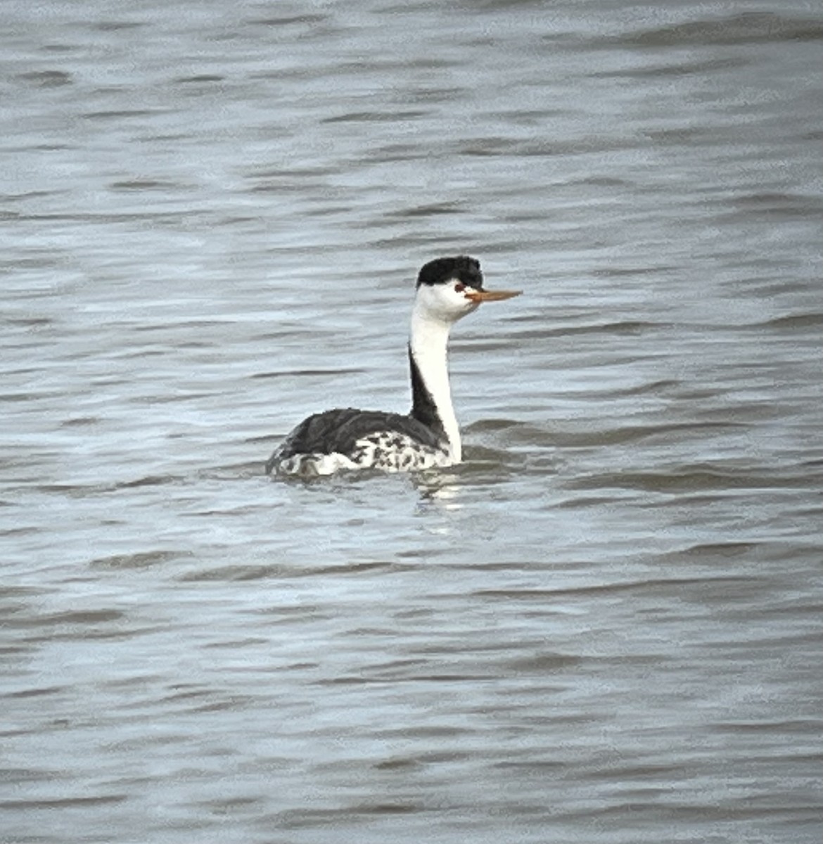 Clark's Grebe - ML557271121