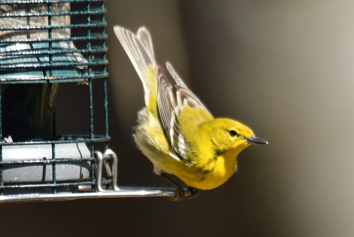 Pine Warbler - ML557271811