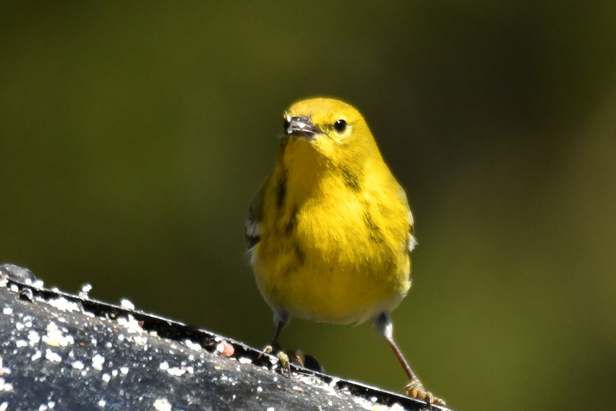 Pine Warbler - ML557271821