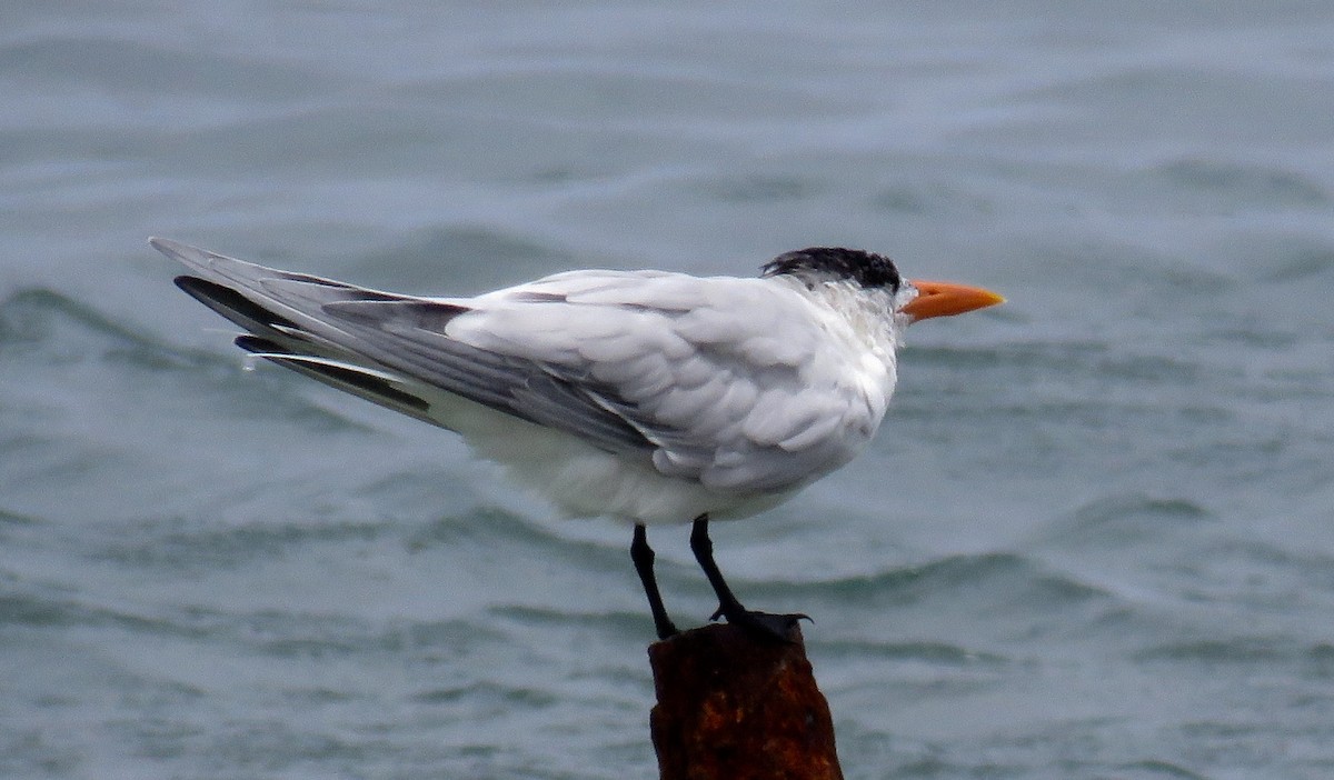 Royal Tern - ML55727251