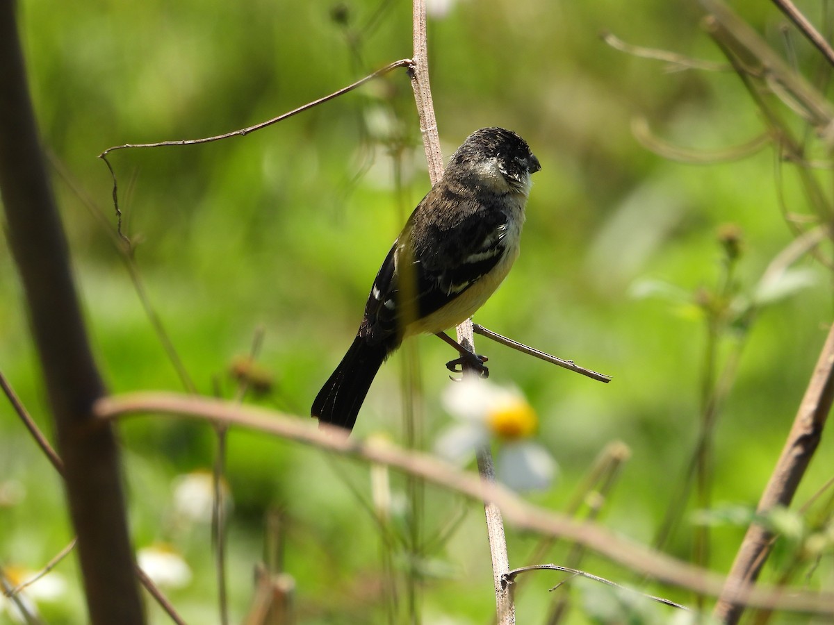 Morelet's/Cinnamon-rumped Seedeater - ML557272671