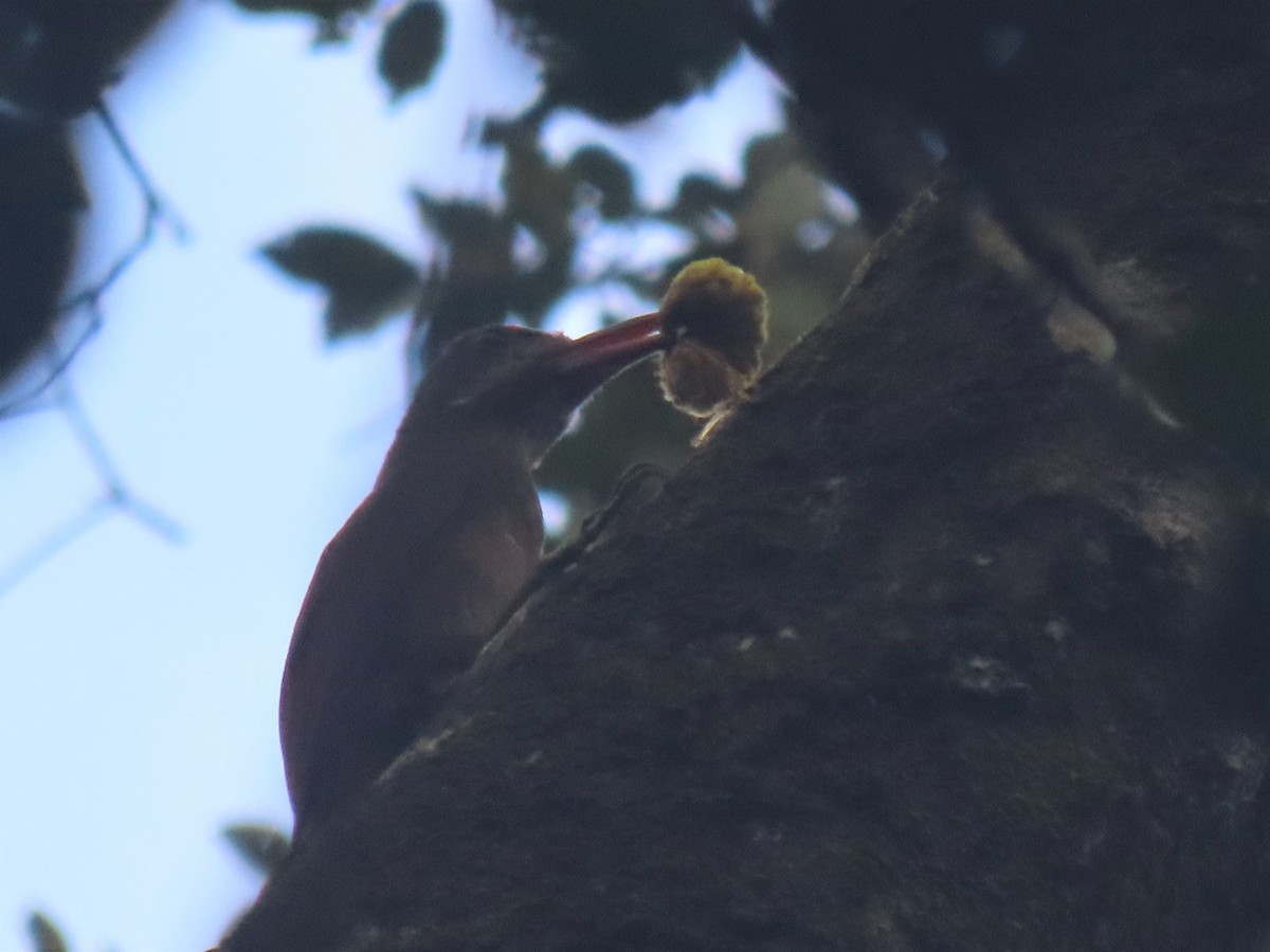 Red-billed Woodcreeper - Hugo Foxonet