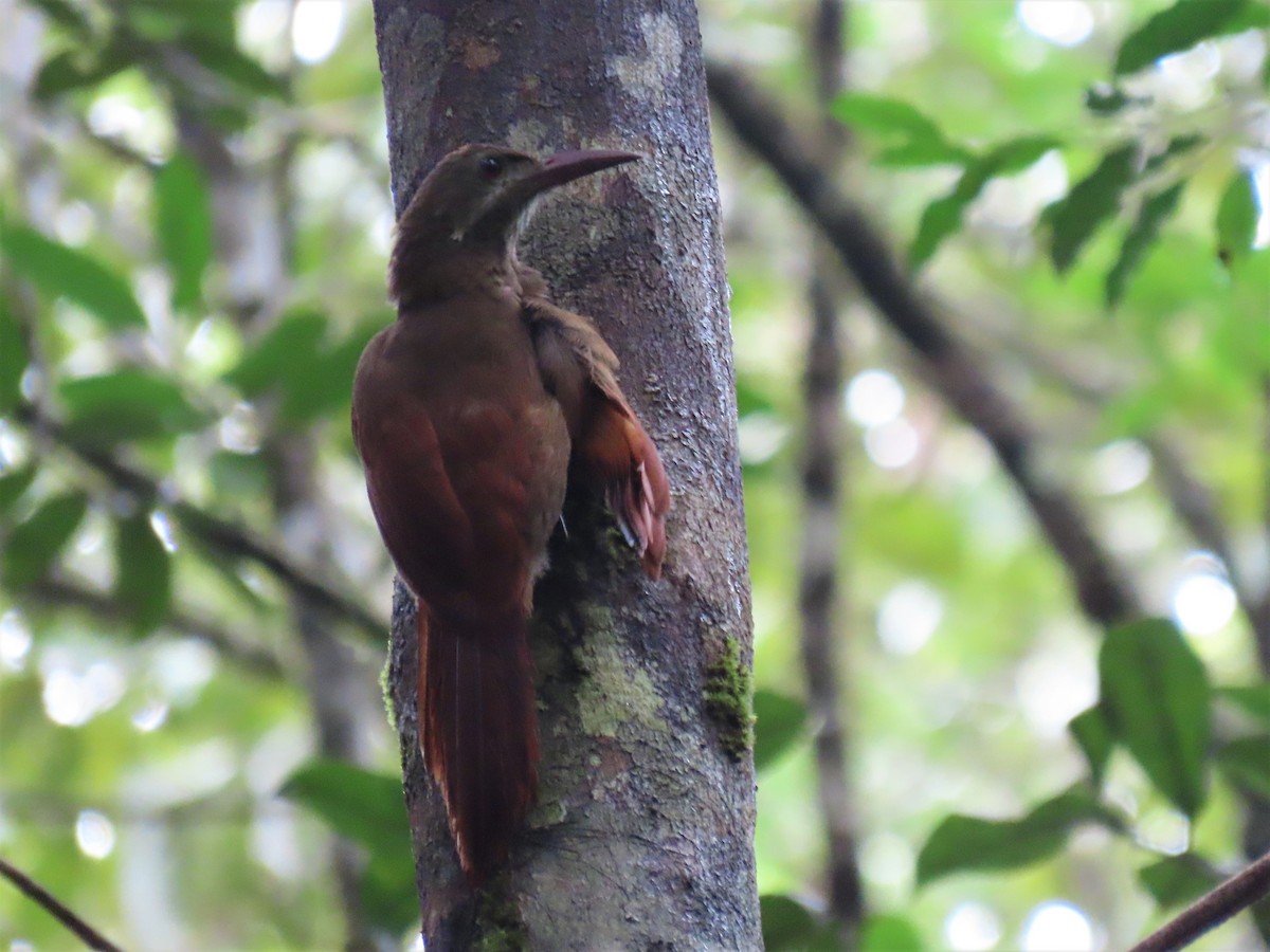 Red-billed Woodcreeper - Hugo Foxonet