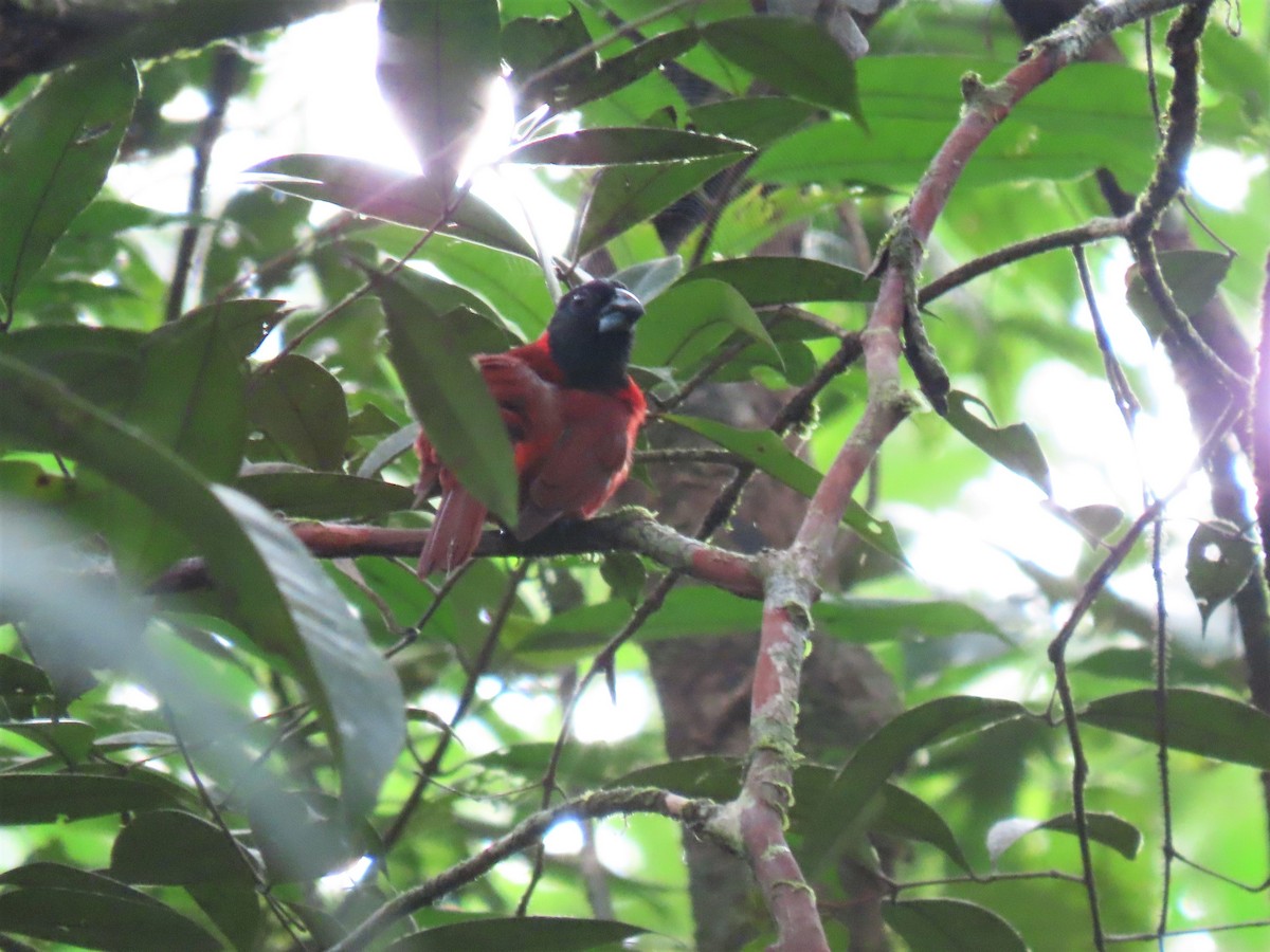 Red-and-black Grosbeak - ML557273181