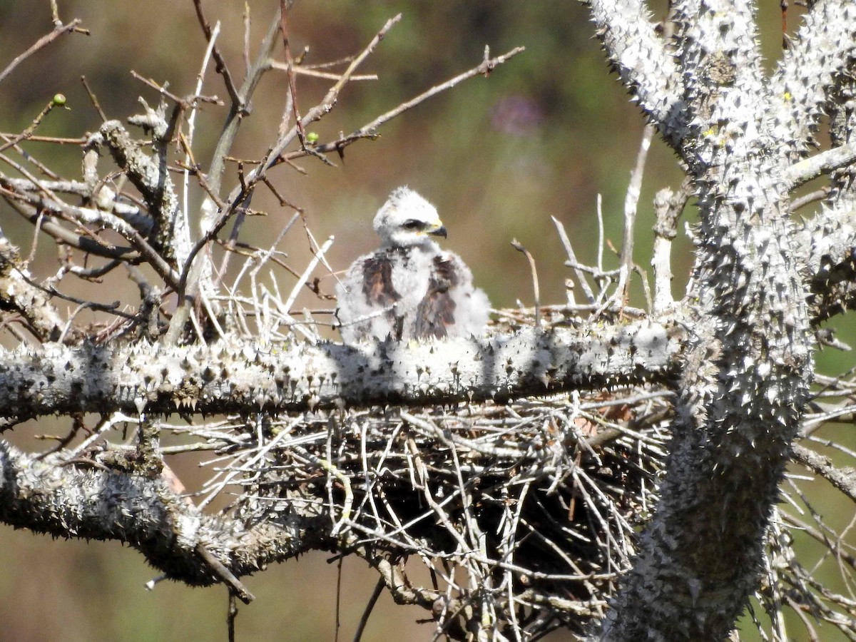 Silberbussard - ML557273661