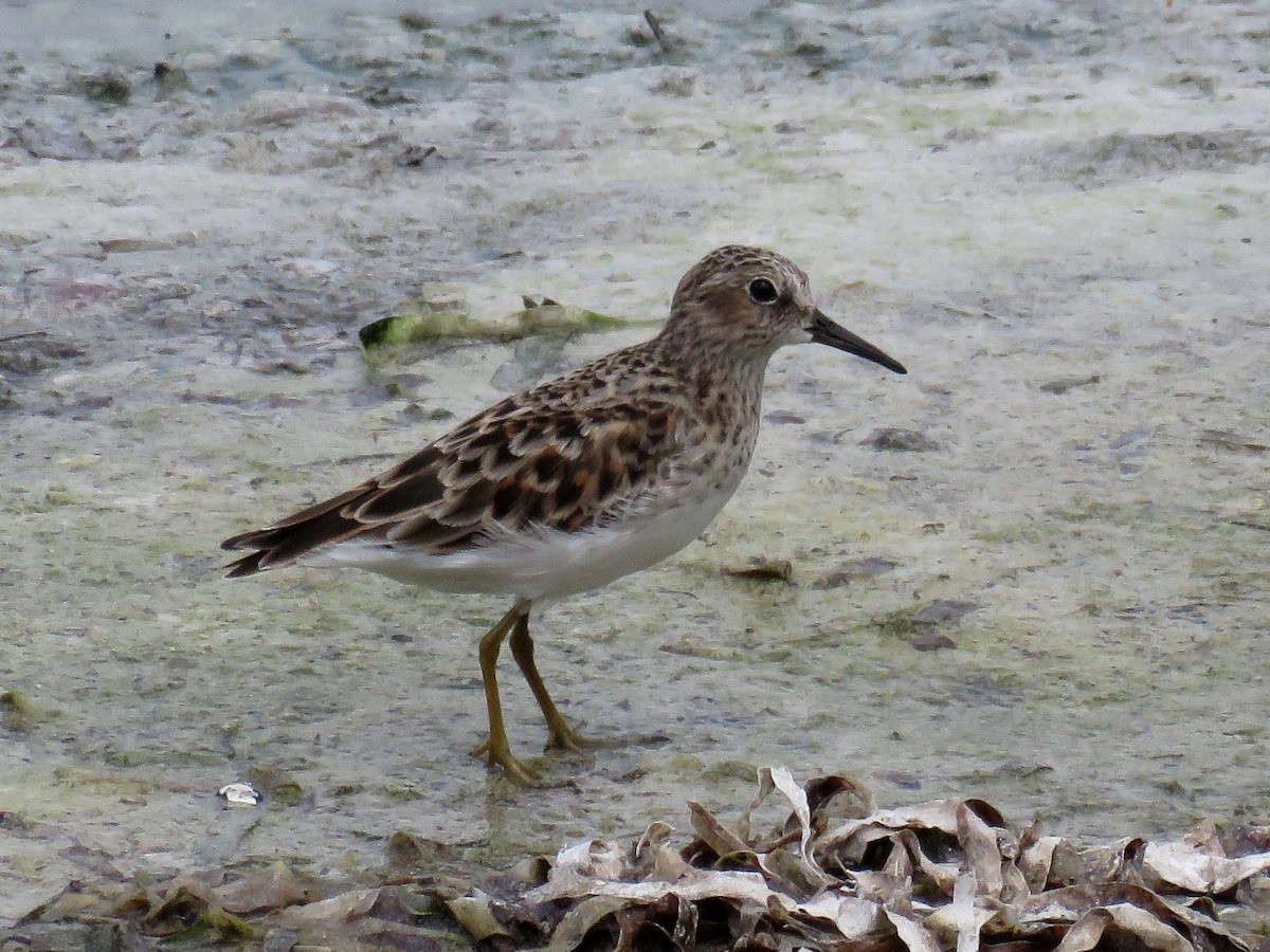 Wiesenstrandläufer - ML55727471