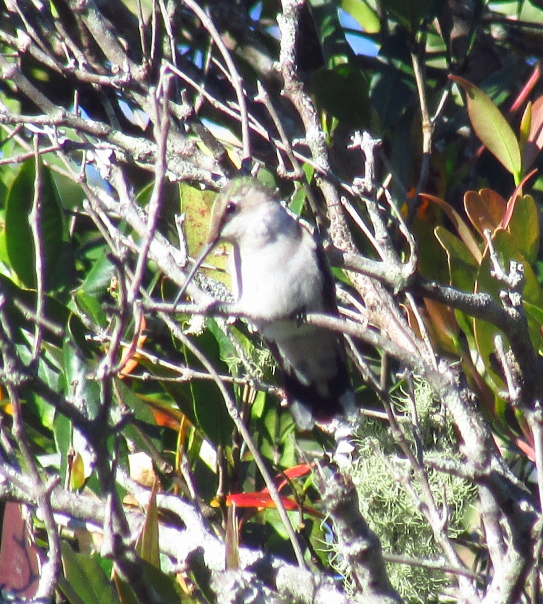 Ruby-throated Hummingbird - ML557276271