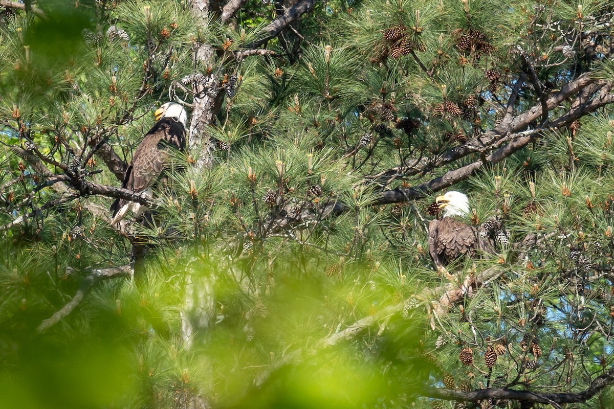 Bald Eagle - ML557276331