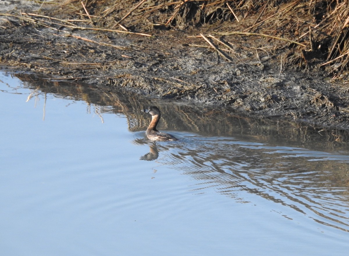 Pied-billed Grebe - ML557276661