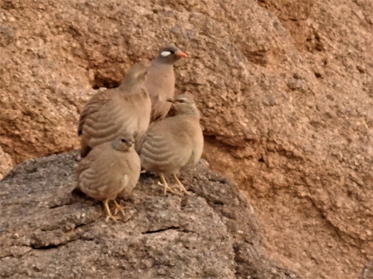 Sand Partridge - ML557277101