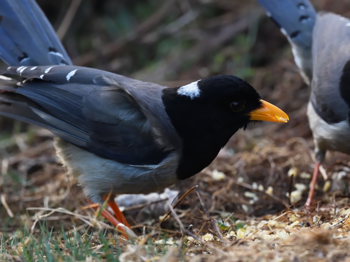 Yellow-billed Blue-Magpie - ML557277661