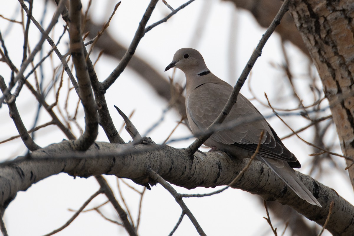 Eurasian Collared-Dove - ML557278221