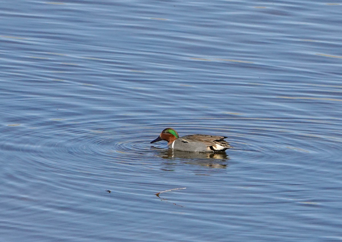Blue-winged Teal - ML557279391