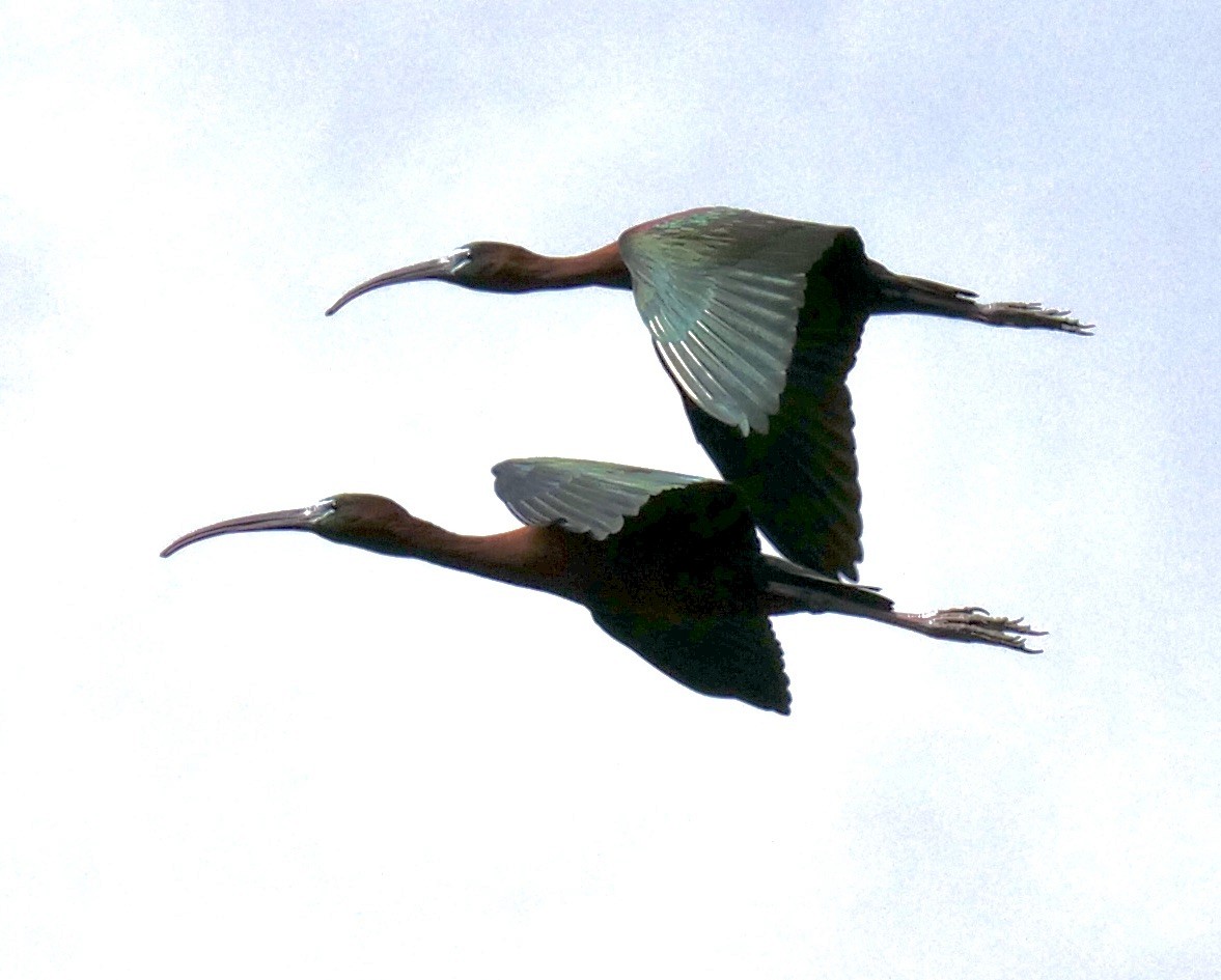 Glossy Ibis - ML557280171