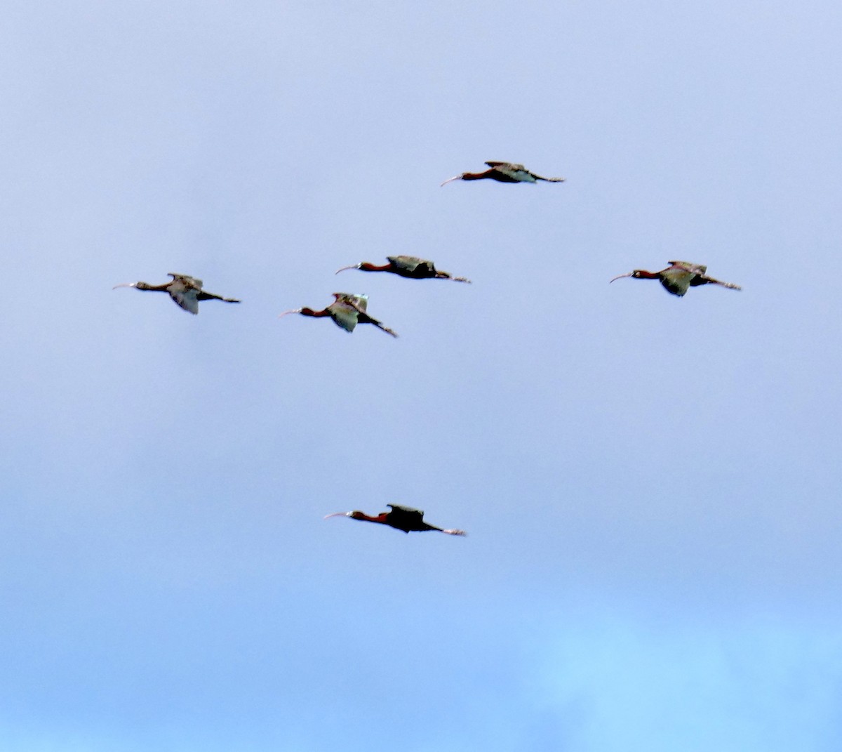 Glossy Ibis - ML557280191