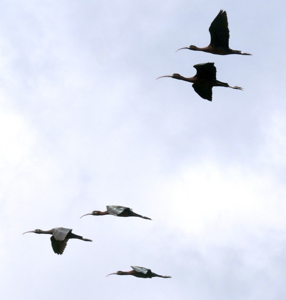 Glossy Ibis - Lee & Mary Ann Evans