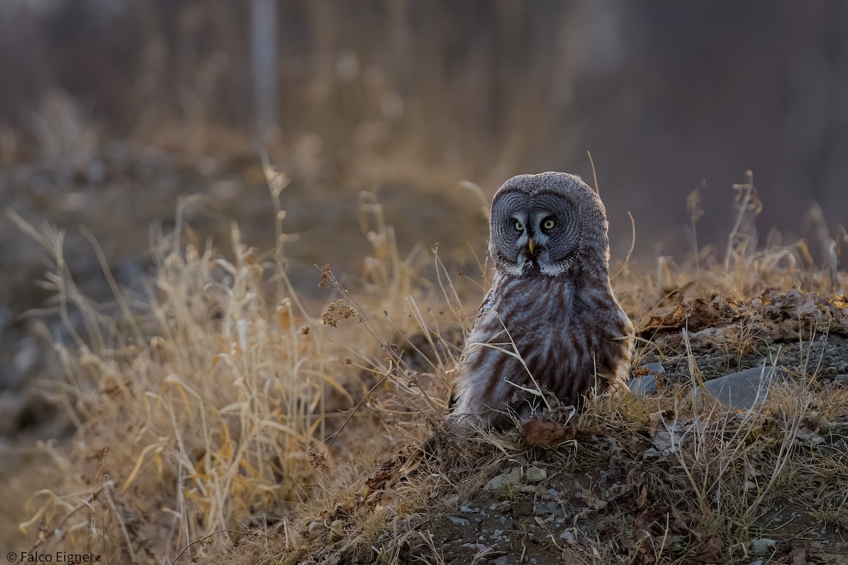 Great Gray Owl - Falco Eigner