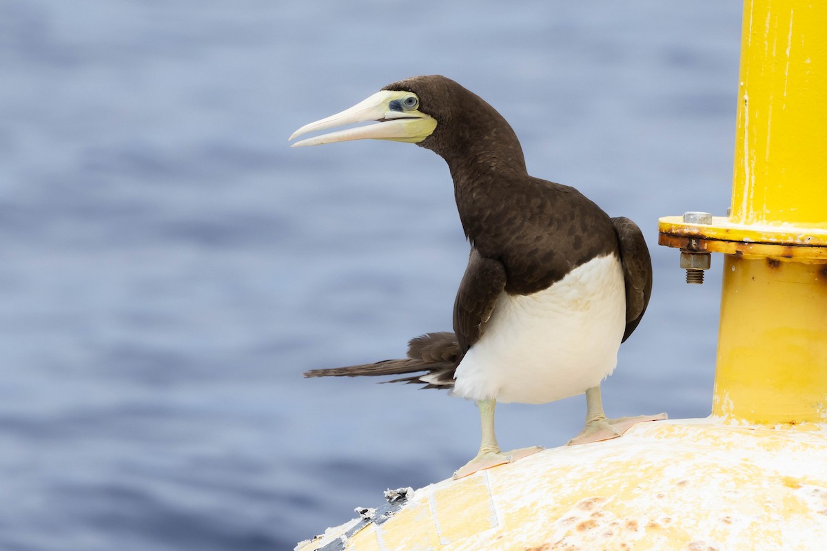 Brown Booby (Forster's) - Alex Lamoreaux