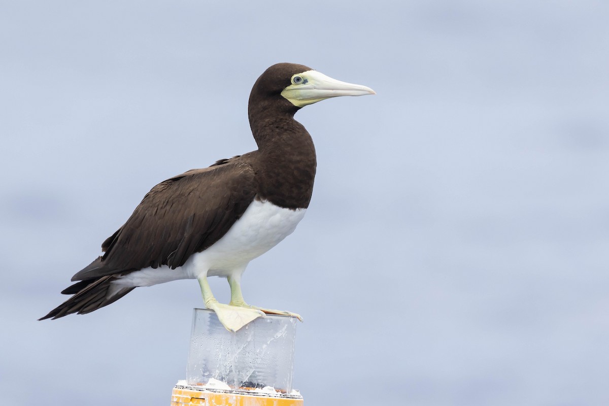 Brown Booby (Forster's) - Alex Lamoreaux