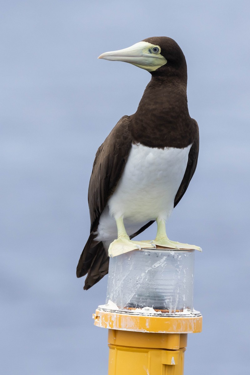 Brown Booby (Forster's) - Alex Lamoreaux