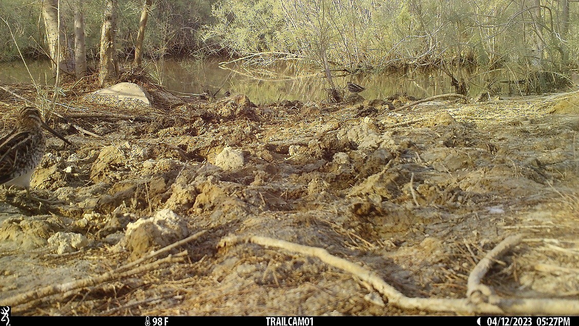 Jack Snipe - ML557282861