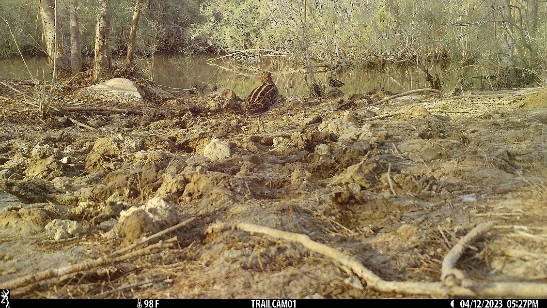 Jack Snipe - ML557282931