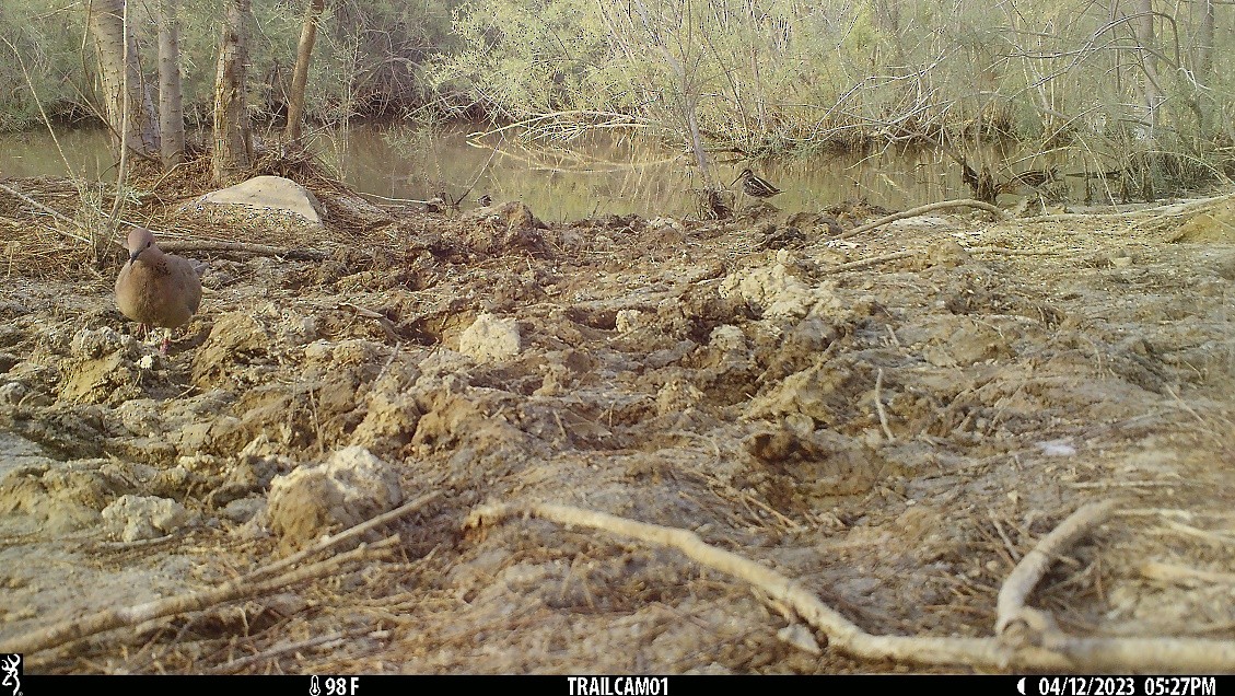 חרטומית גמדית - ML557283001