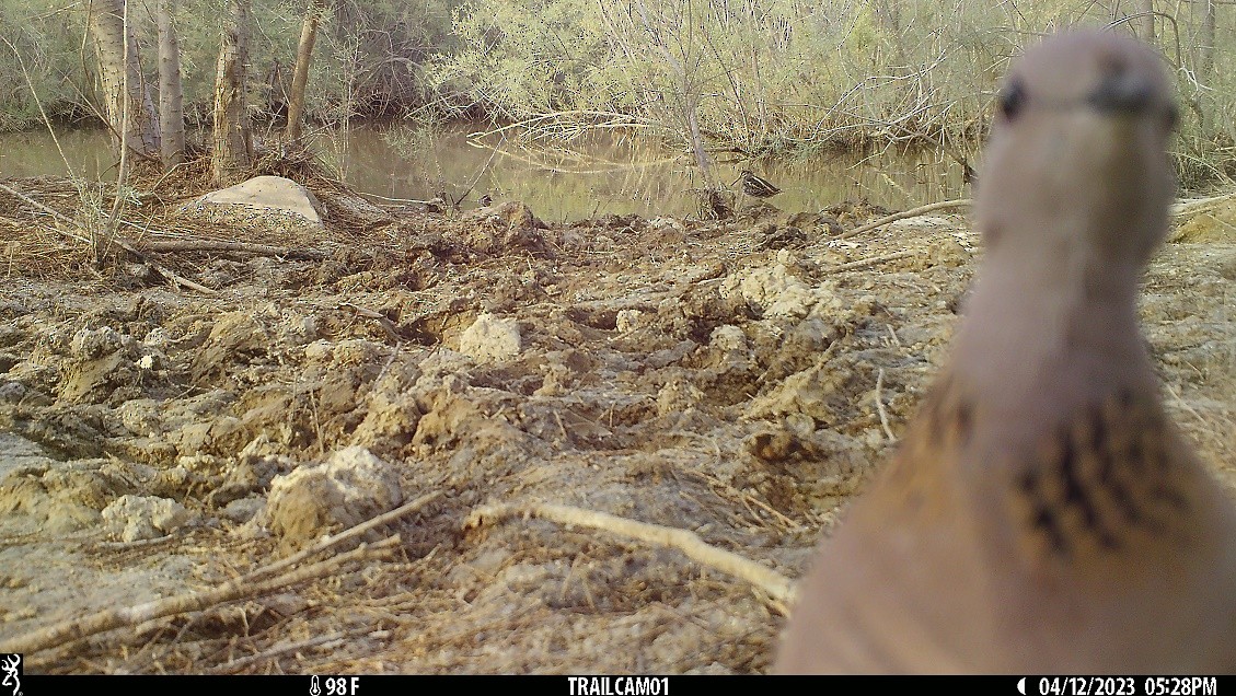 Jack Snipe - ML557283011