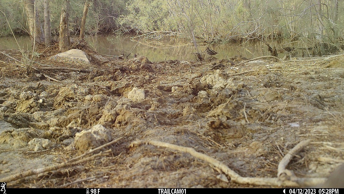 חרטומית גמדית - ML557283161