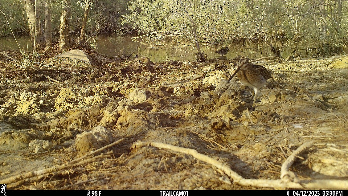 Jack Snipe - Peter Arras