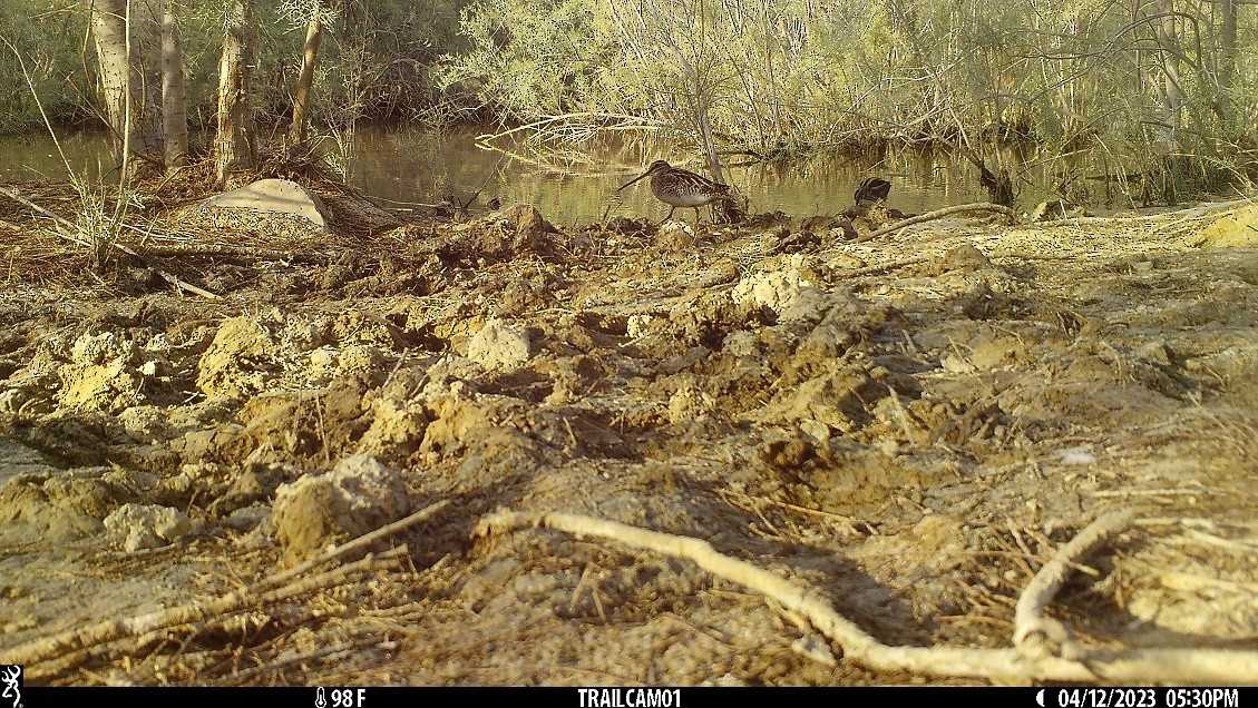 חרטומית גמדית - ML557283181