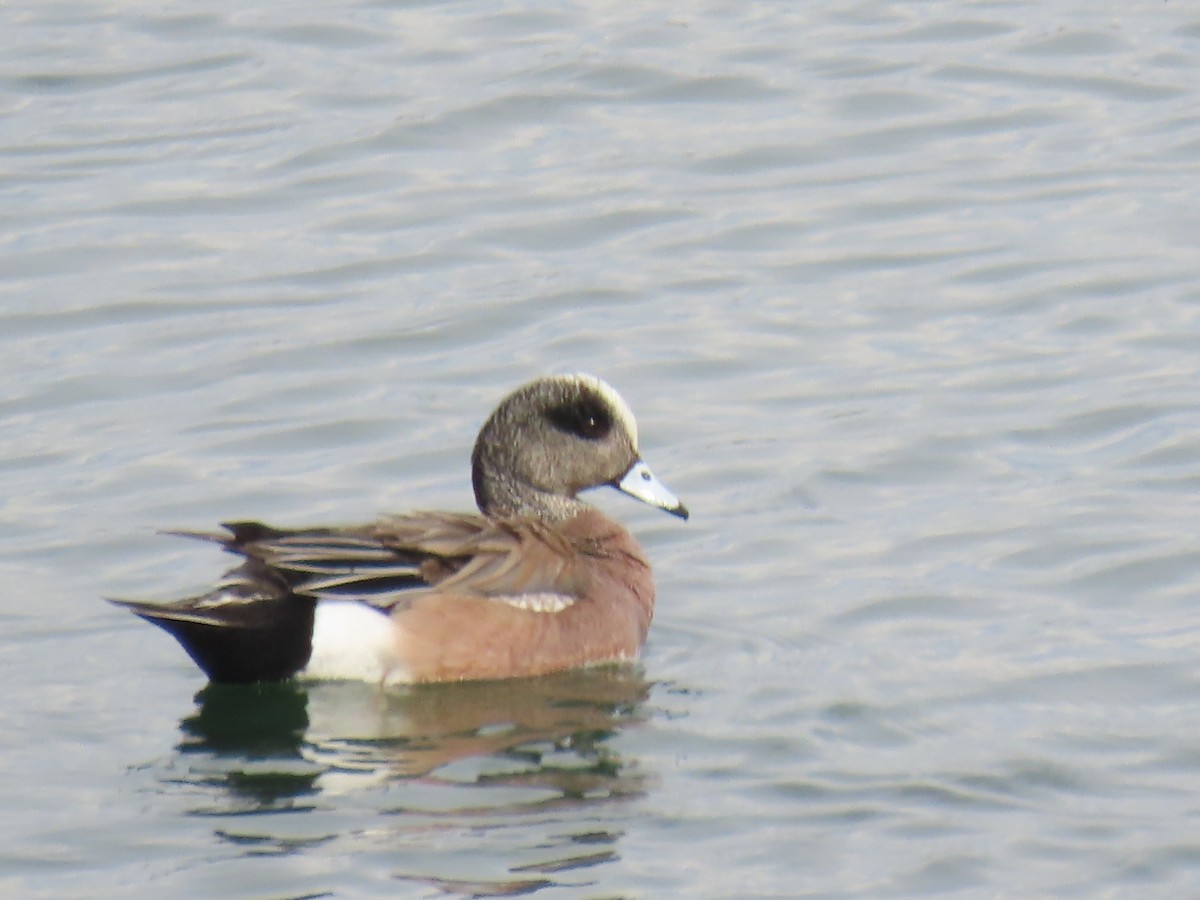 American Wigeon - ML557283771
