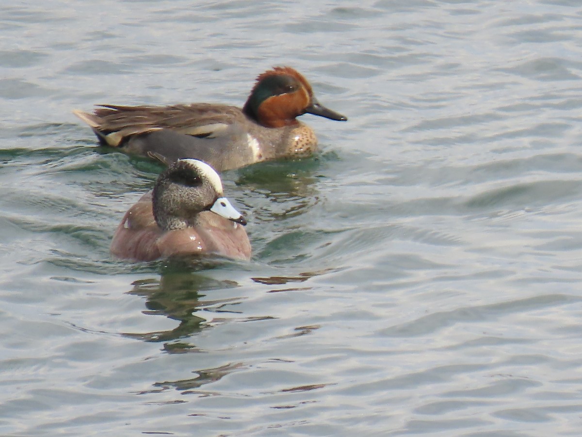 American Wigeon - ML557283871
