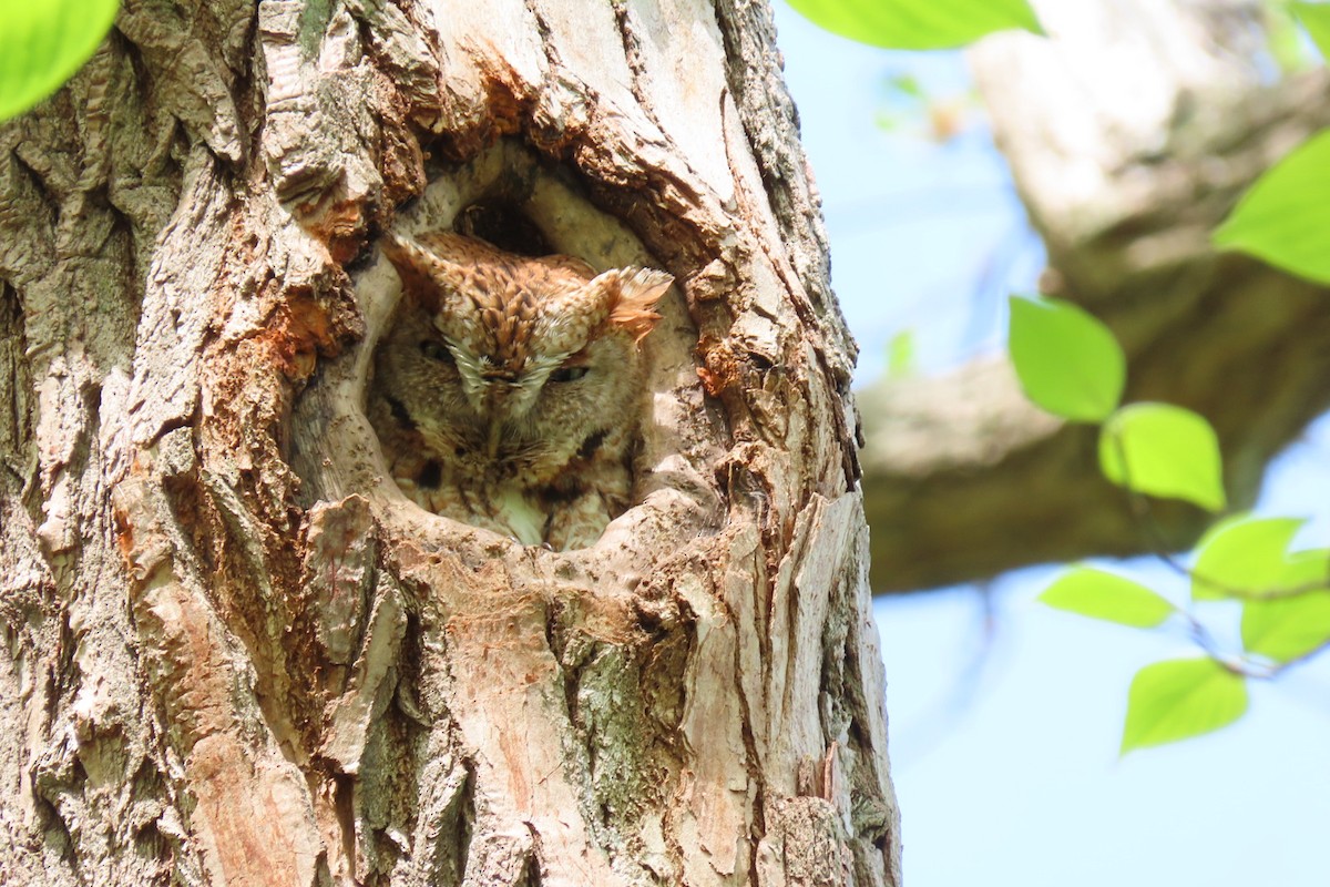 Eastern Screech-Owl - ML557284581